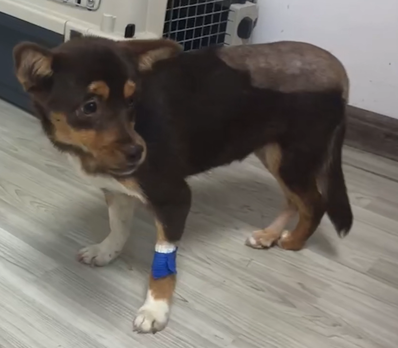 VetMedix केस सामायिकरण 丨 एसीटाब्युलर फोसा आणि फिमोरल फ्रॅक्चरचे उच्च-शक्ती लेसर उपचार