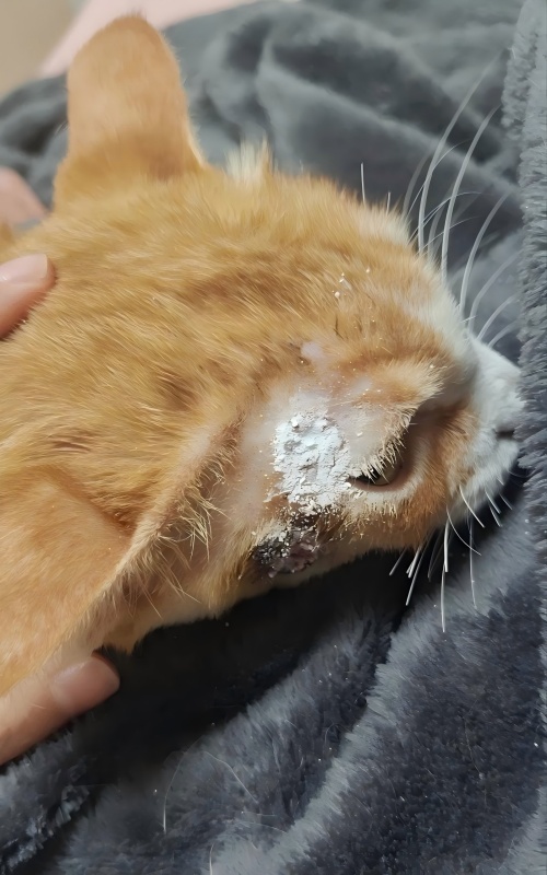 वेटमेडिक्स केस शेअरिंग丨त्वचेच्या व्रणांवर उपचार करण्यासाठी उच्च-ऊर्जा लेसर थेरपीचे ऍप्लिकेशन केस