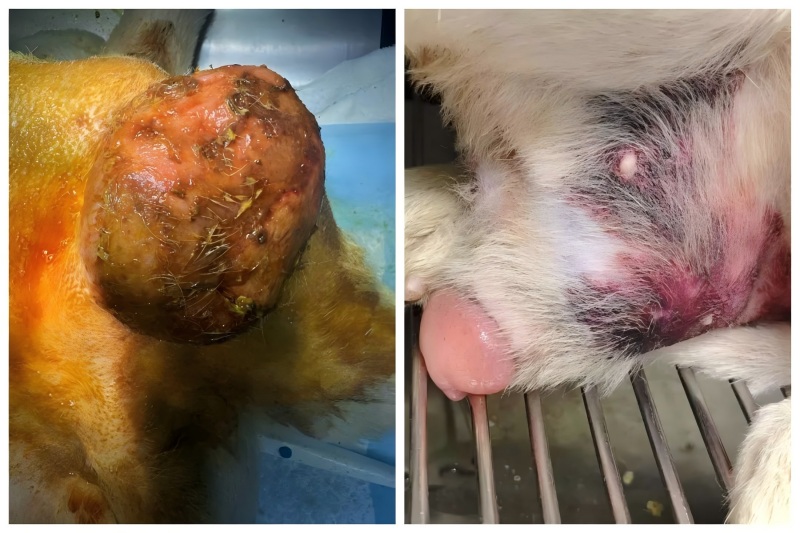 वेटमेडिक्स केस शेअरिंग丨प्रोस्टेटिक एन्लार्जमेंटच्या उपचारात उच्च-ऊर्जा लेसर थेरपीचा वापर