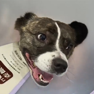 वेटमेडिक्स केस रिपोर्ट丨कॅनाइन पेशंटमध्ये तीव्र न्यूरिटिसच्या उपचारांमध्ये पशुवैद्यकीय लेझर थेरपीचा वापर