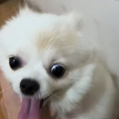 वेटमेडिक्स केस शेअरिंग丨केनाइन रिंगवर्मच्या उपचारात उच्च-ऊर्जा लेसरचे ऍप्लिकेशन केस