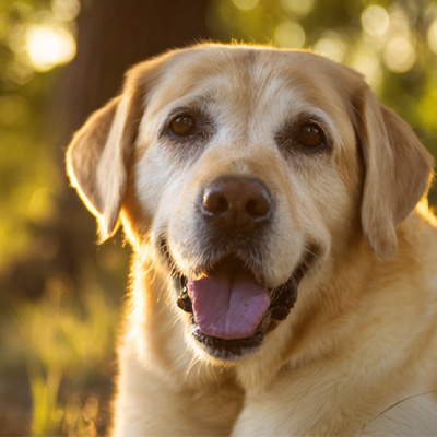 VetMedix केस शेअरिंग丨पोस्टऑपरेटिव्ह नॉन-हिलिंग पेरिअनल ट्यूमरच्या उपचारात उच्च-ऊर्जा लेसर थेरपीचे ऍप्लिकेशन केस